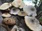Nyár-fagomba (Lentinus tigrinus), Duna-part. Lombos fa anyagán, csoportosan, főként vízparti puhafákon nő